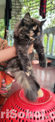 Pure Persian Cat